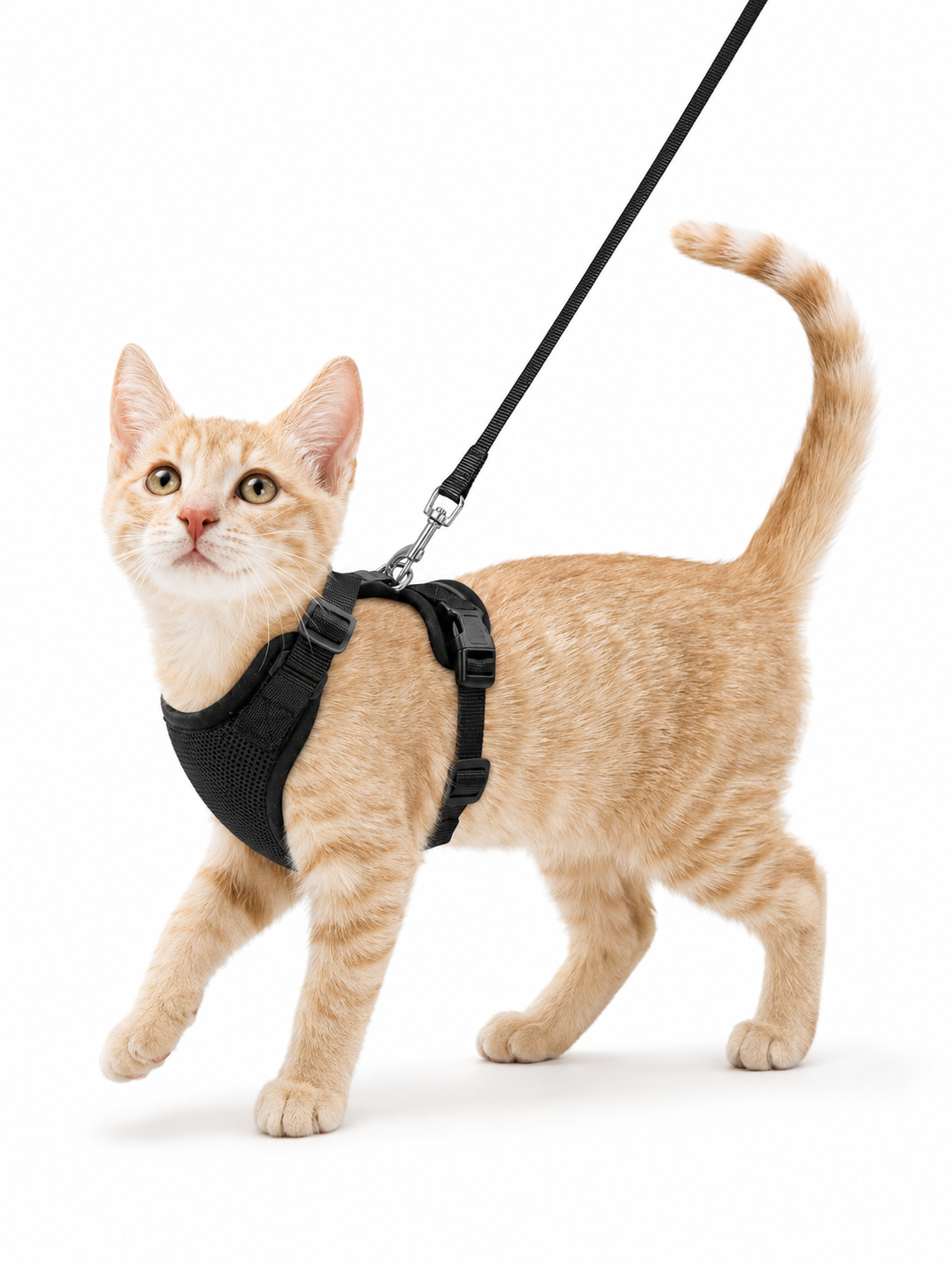 Pet product image before transparent PNG export