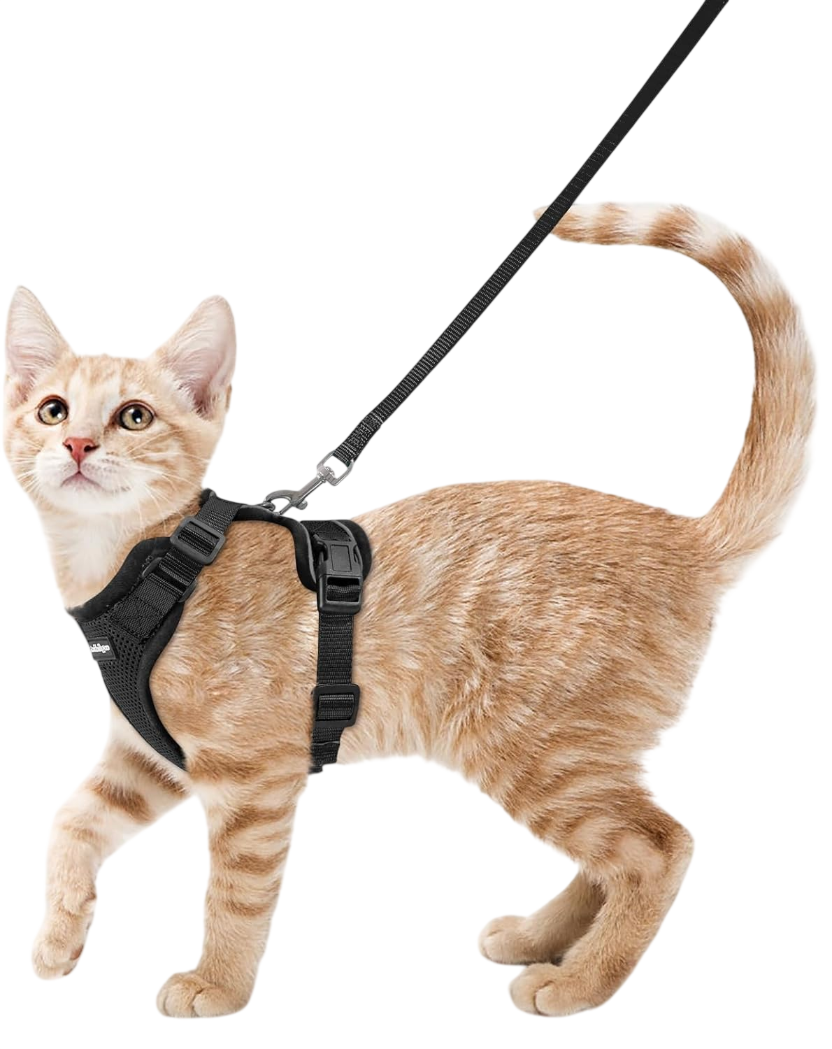Pet product transparent PNG cutout
